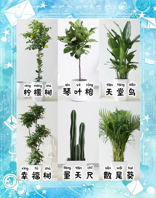 哪些盆栽树名字好听又好养?-第1张图片-吾爱花网 哪些盆栽树名字好听又好养?-第1张图片-吾爱花网