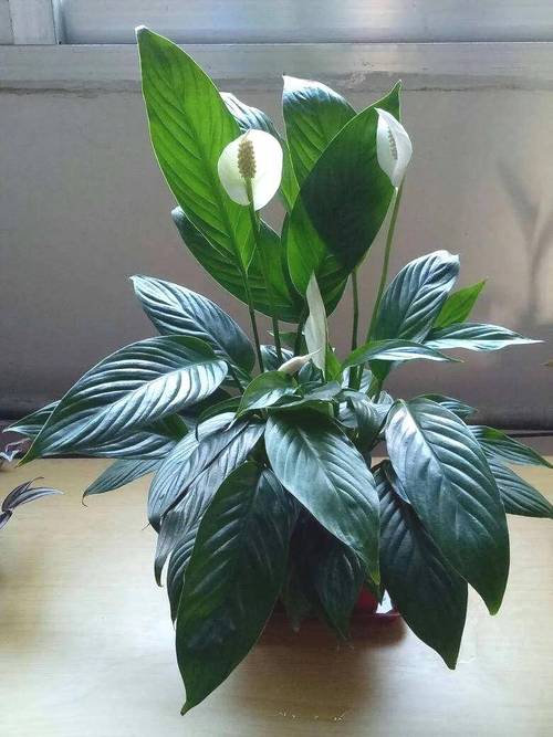 夏季适合种哪些盆栽花卉?-第1张图片-吾爱花网 夏季适合种哪些盆栽花卉?-第1张图片-吾爱花网