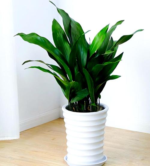 夏季适合种哪些盆栽花卉?-第2张图片-吾爱花网 夏季适合种哪些盆栽花卉?-第2张图片-吾爱花网