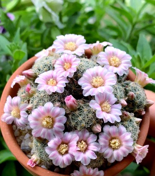 夏季适合种哪些盆栽花卉?-第3张图片-吾爱花网 夏季适合种哪些盆栽花卉?-第3张图片-吾爱花网