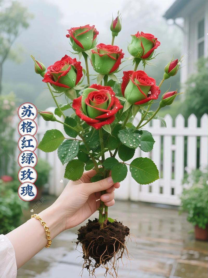 玫瑰花盆栽能养几季?-第1张图片-吾爱花网 玫瑰花盆栽能养几季?-第1张图片-吾爱花网