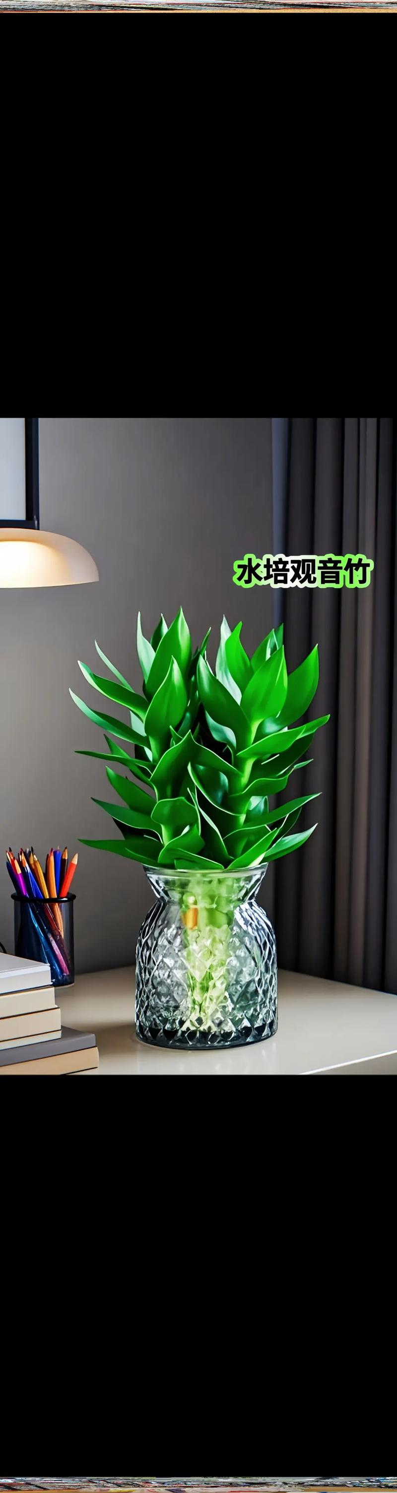 冬天好养的水培植物有哪些？-第2张图片-吾爱花网