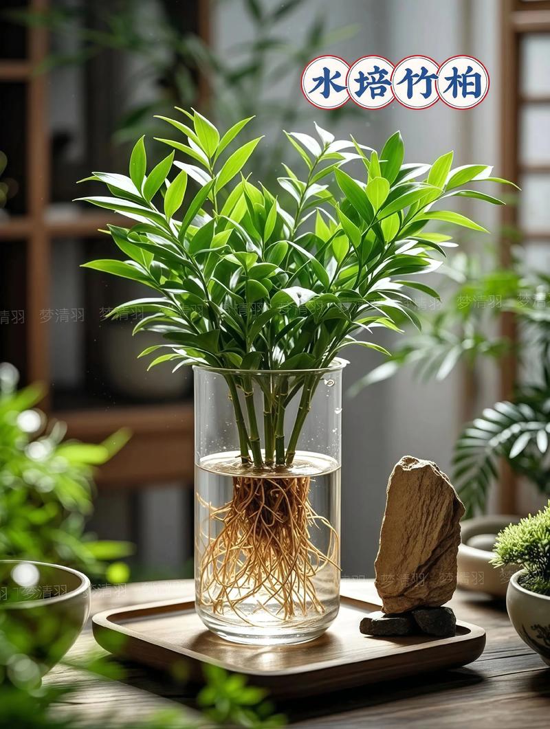 冬天好养的水培植物有哪些？-第1张图片-吾爱花网