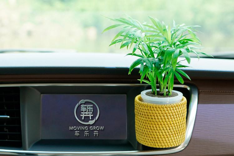 车内盆栽选哪种最好看又好养?-第2张图片-吾爱花网 车内盆栽选哪种最好看又好养?-第2张图片-吾爱花网