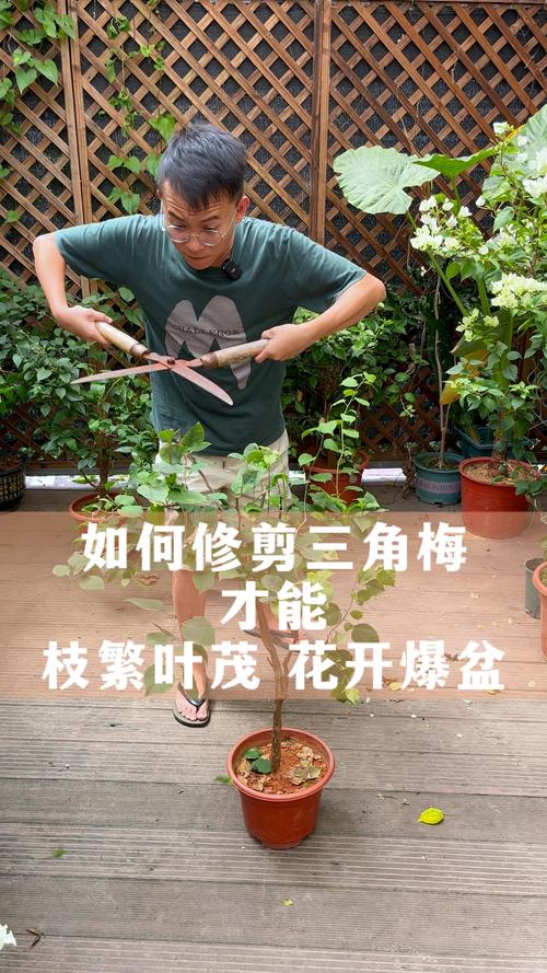 盆栽修剪成型有哪些关键技巧？-第3张图片-吾爱花网