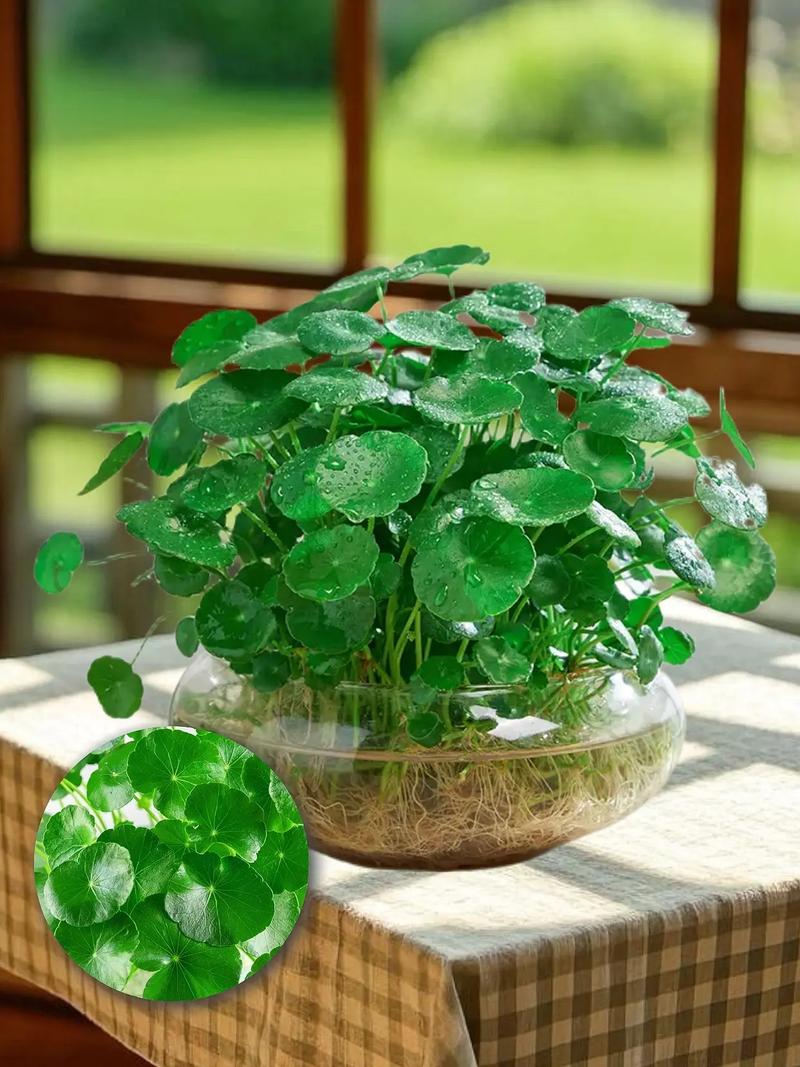 金钱草水培放家里哪里好?-第2张图片-吾爱花网 金钱草水培放家里哪里好?-第2张图片-吾爱花网