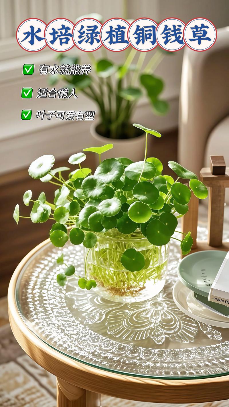 金钱草水培放家里哪里好?-第3张图片-吾爱花网 金钱草水培放家里哪里好?-第3张图片-吾爱花网