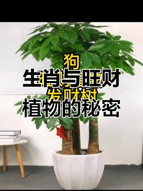 属相真能影响盆栽改运吗?-第2张图片-吾爱花网 属相真能影响盆栽改运吗?-第2张图片-吾爱花网