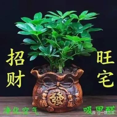 属相真能影响盆栽改运吗?-第1张图片-吾爱花网 属相真能影响盆栽改运吗?-第1张图片-吾爱花网