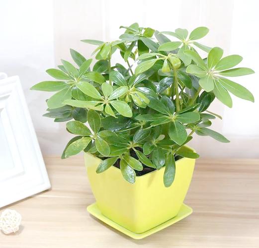 属相真能影响盆栽改运吗？-第3张图片-吾爱花网