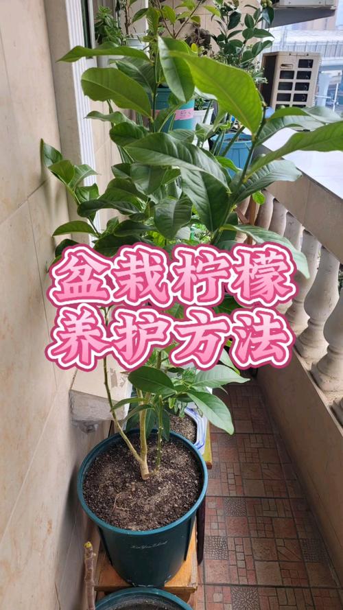 柠檬盆栽长大了怎么换盆养护?-第2张图片-吾爱花网 柠檬盆栽长大了怎么换盆养护?-第2张图片-吾爱花网