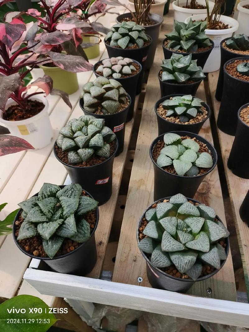 盆栽十二卷怎么养才出状态？-第2张图片-吾爱花网