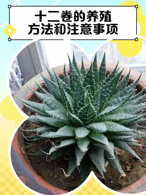 盆栽十二卷怎么养才出状态?-第1张图片-吾爱花网 盆栽十二卷怎么养才出状态?-第1张图片-吾爱花网