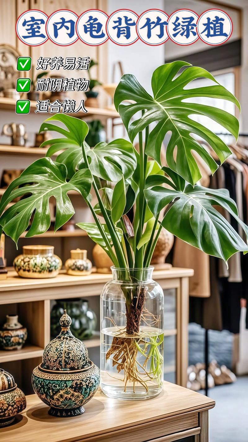 盆栽花卉水培植物,如何选购养护?-第3张图片-吾爱花网 盆栽花卉水培植物,如何选购养护?-第3张图片-吾爱花网