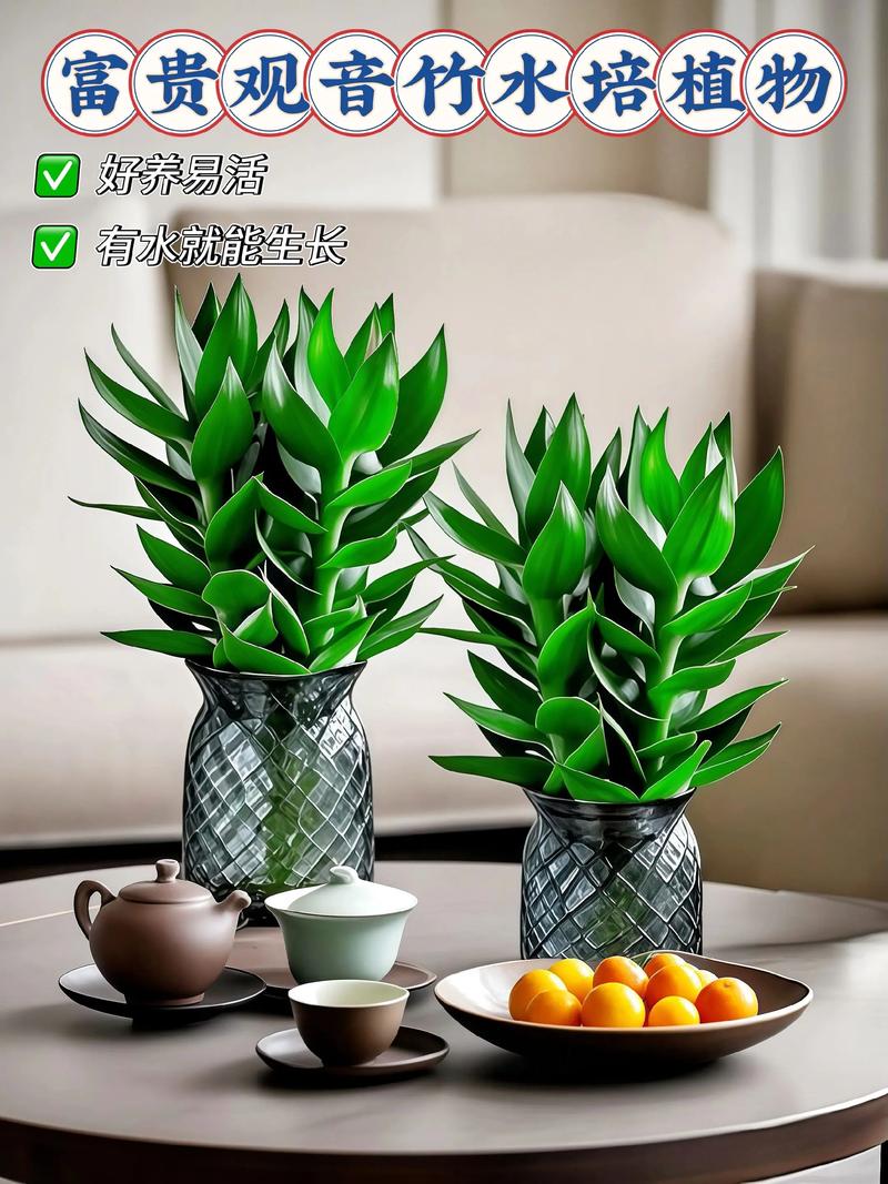 盆栽花卉水培植物，如何选购养护？-第2张图片-吾爱花网