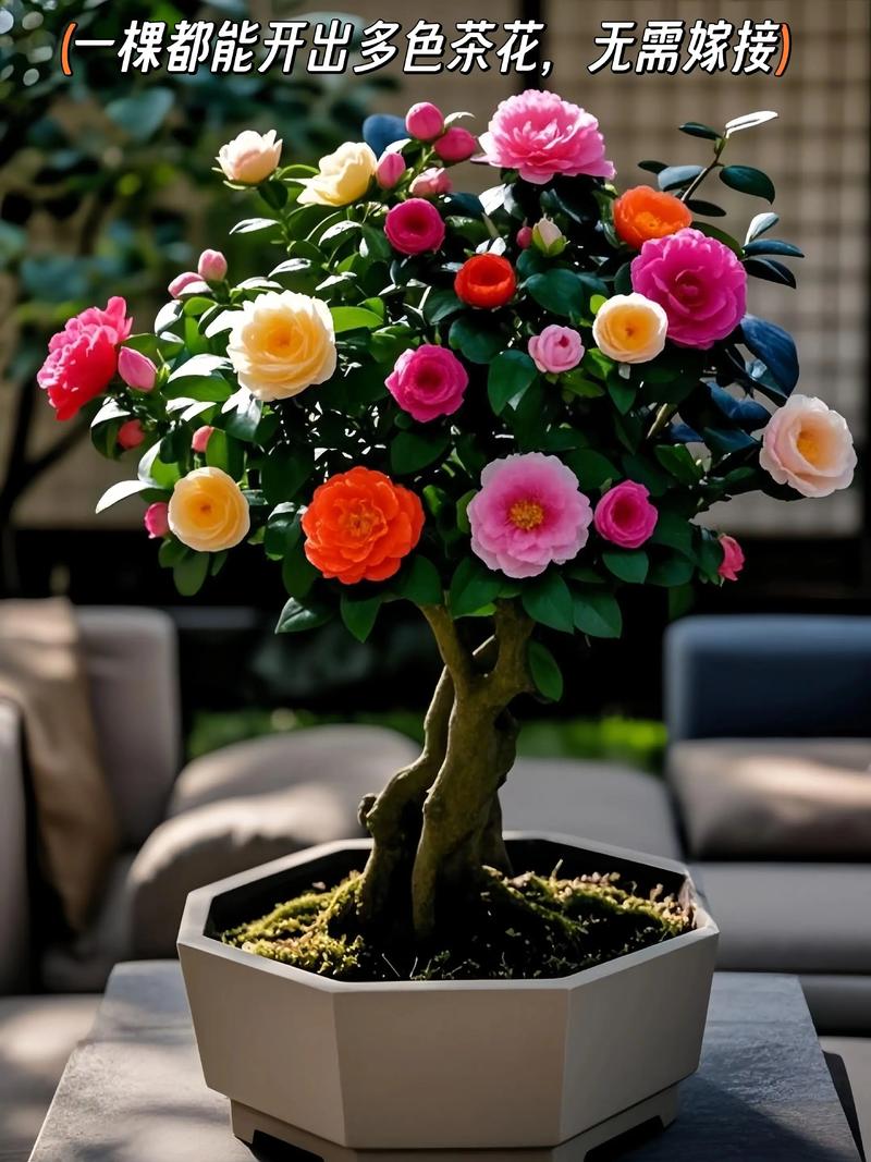 家庭盆栽茶花树好不好养?-第1张图片-吾爱花网 家庭盆栽茶花树好不好养?-第1张图片-吾爱花网