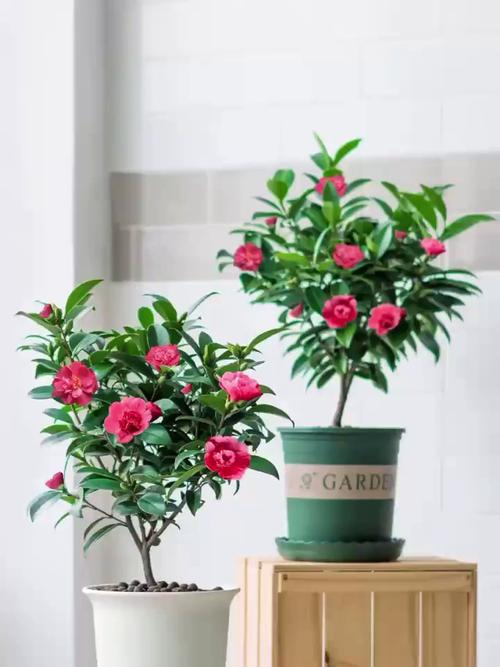 家庭盆栽茶花树好不好养？-第2张图片-吾爱花网