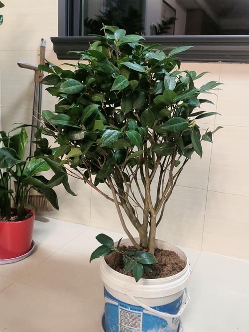 家庭盆栽茶花树好不好养？-第3张图片-吾爱花网