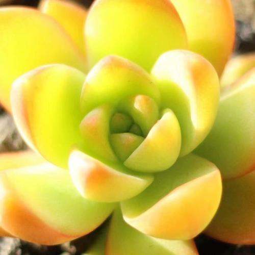 黄丽怎么繁殖？最简单方法是啥？-第2张图片-吾爱花网