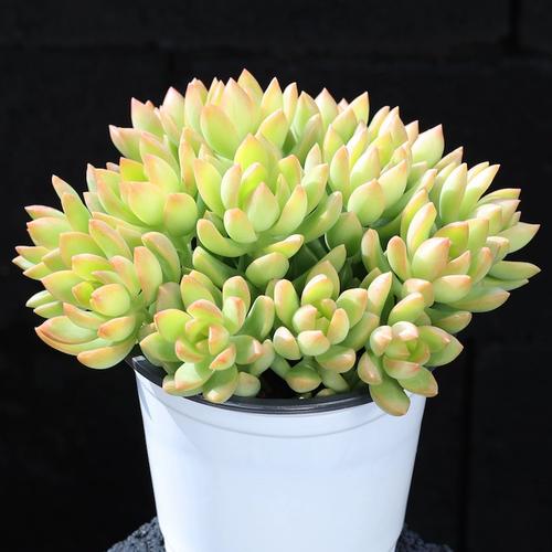 黄丽怎么繁殖？最简单方法是啥？-第1张图片-吾爱花网