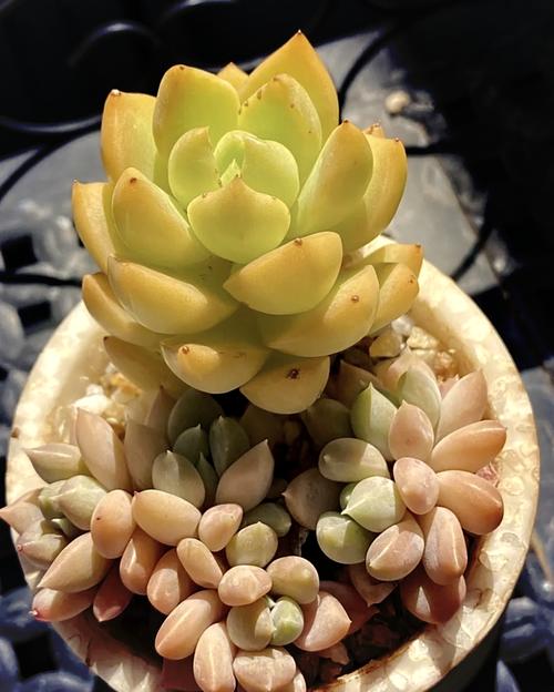 黄丽怎么繁殖？最简单方法是啥？-第3张图片-吾爱花网