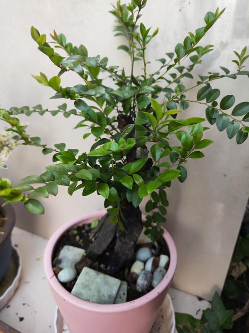 盆栽树皮干了是否还能继续使用?-第1张图片-吾爱花网 盆栽树皮干了是否还能继续使用?-第1张图片-吾爱花网