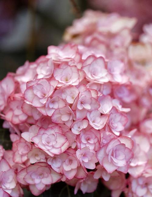 盆栽绣球选多深花盆合适？-第3张图片-吾爱花网