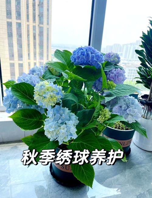盆栽绣球选多深花盆合适？-第2张图片-吾爱花网