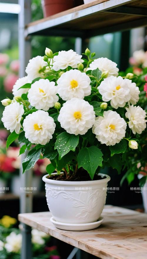 盆栽木槿花花期还有几天？-第3张图片-吾爱花网