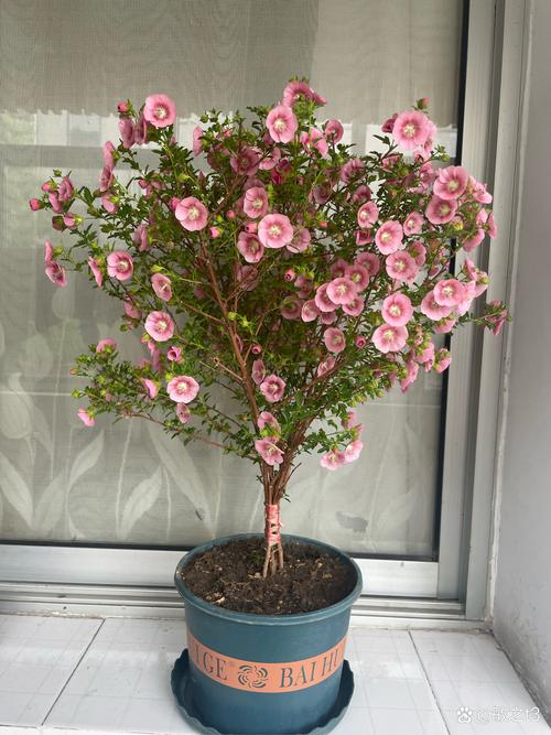 盆栽木槿花花期还有几天？-第2张图片-吾爱花网