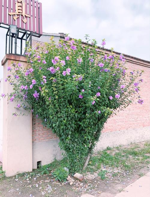 盆栽木槿花花期还有几天？-第1张图片-吾爱花网