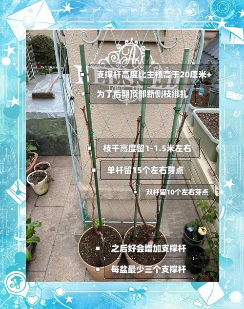 盆栽葡萄冬剪怎么剪？视频教程教你！-第2张图片-吾爱花网