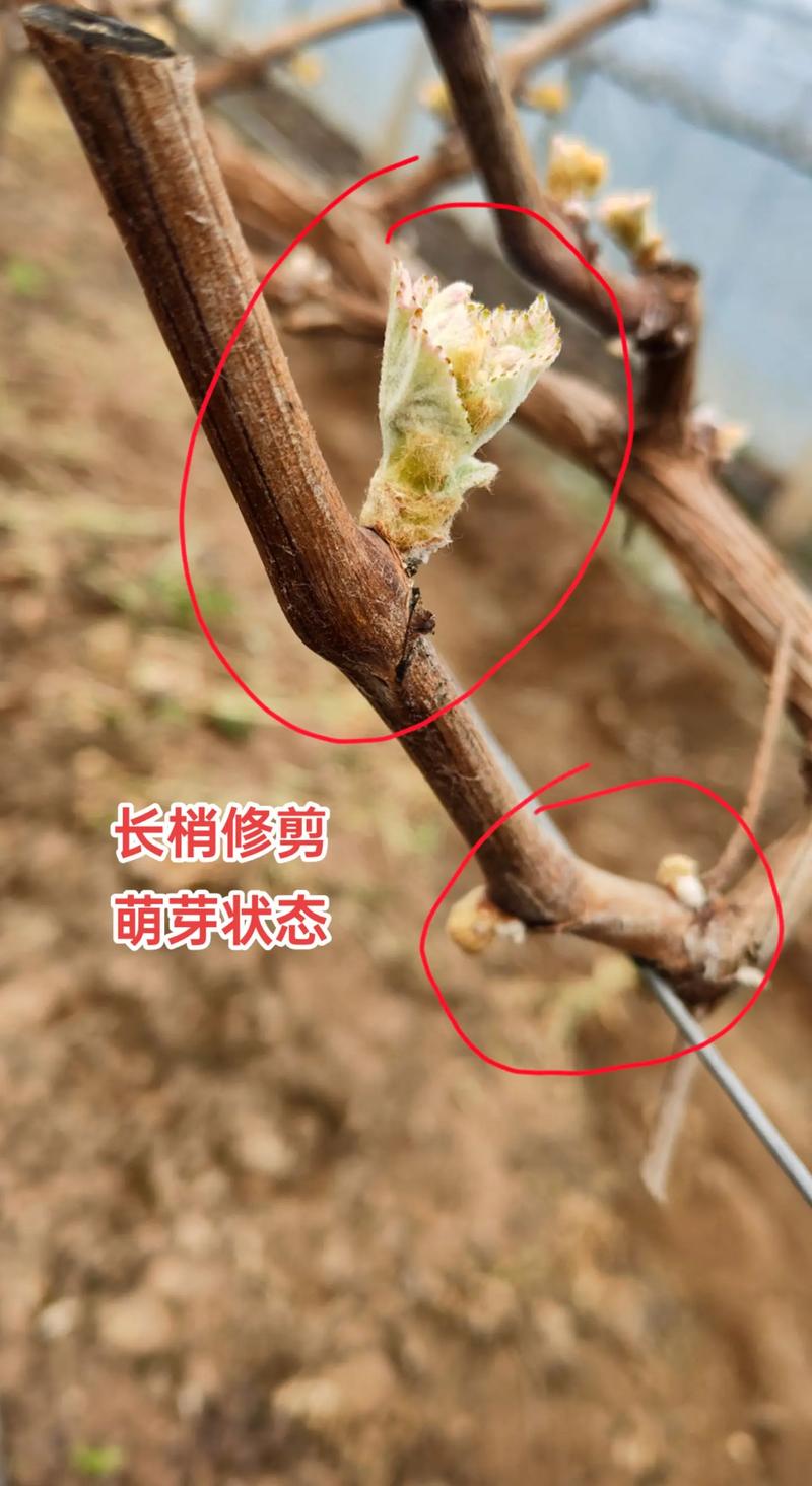 盆栽葡萄冬剪怎么剪？视频教程教你！-第1张图片-吾爱花网