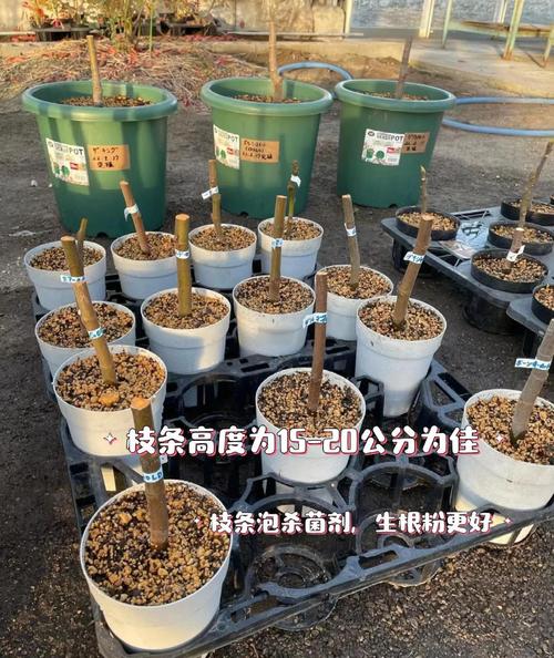 盆栽无花果配土用什么土最好？-第1张图片-吾爱花网