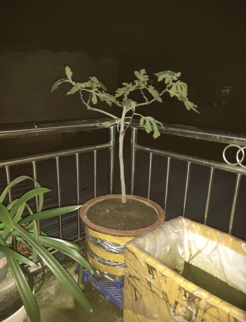 盆栽无花果配土用什么土最好？-第2张图片-吾爱花网