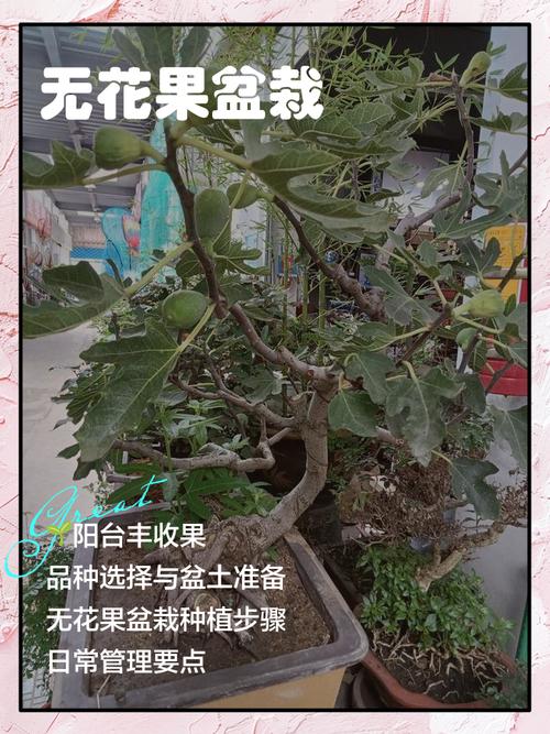 盆栽无花果配土用什么土最好？-第3张图片-吾爱花网