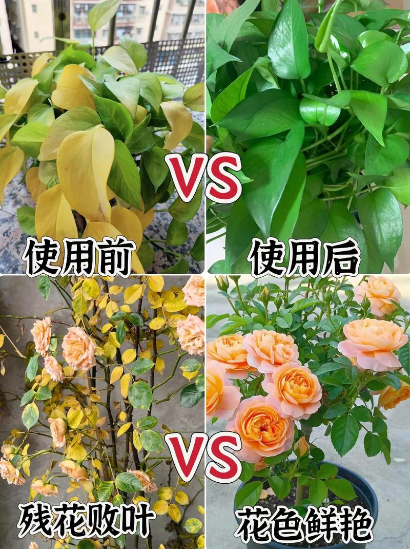 水培绿萝营养液怎么配最有效?-第1张图片-吾爱花网 水培绿萝营养液怎么配最有效?-第1张图片-吾爱花网