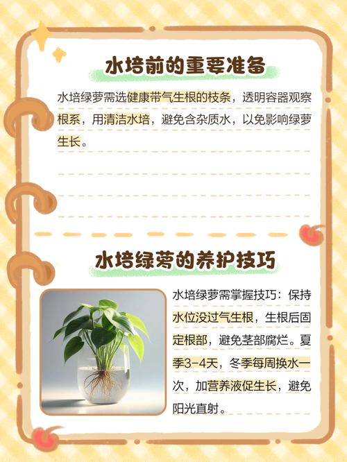 水培绿萝营养液怎么配最有效?-第3张图片-吾爱花网 水培绿萝营养液怎么配最有效?-第3张图片-吾爱花网