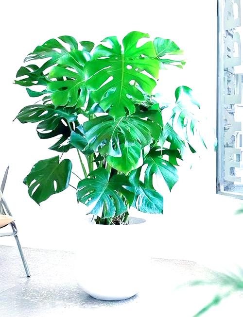 洞洞龟背竹土养水培哪个好?-第1张图片-吾爱花网 洞洞龟背竹土养水培哪个好?-第1张图片-吾爱花网