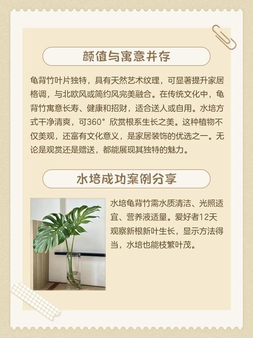 洞洞龟背竹土养水培哪个好？-第2张图片-吾爱花网