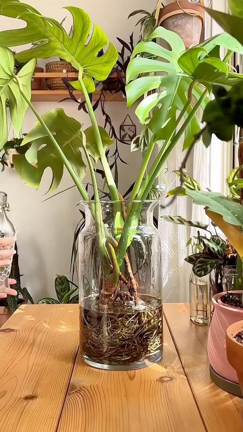 洞洞龟背竹土养水培哪个好?-第3张图片-吾爱花网 洞洞龟背竹土养水培哪个好?-第3张图片-吾爱花网