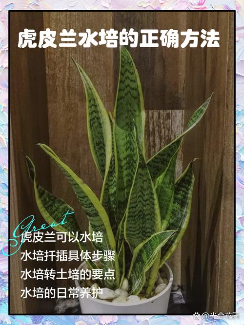 水培营养液能浇兰花吗?-第2张图片-吾爱花网 水培营养液能浇兰花吗?-第2张图片-吾爱花网