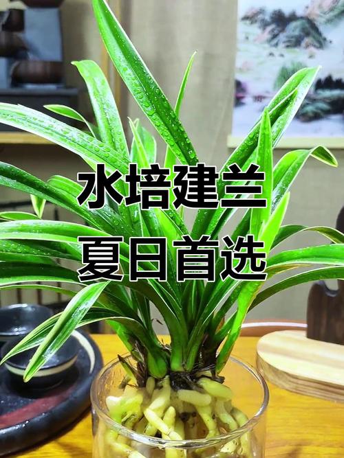 水培营养液能浇兰花吗?-第3张图片-吾爱花网 水培营养液能浇兰花吗?-第3张图片-吾爱花网