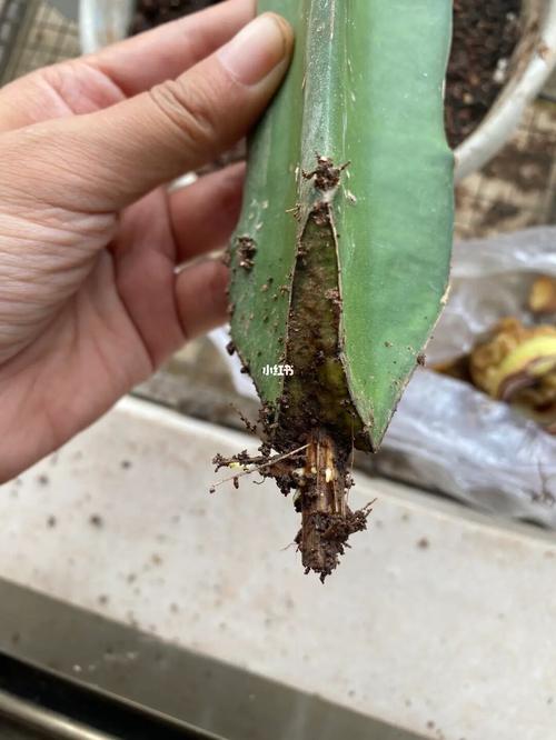 盆栽火龙果只能扦插繁殖吗？-第3张图片-吾爱花网