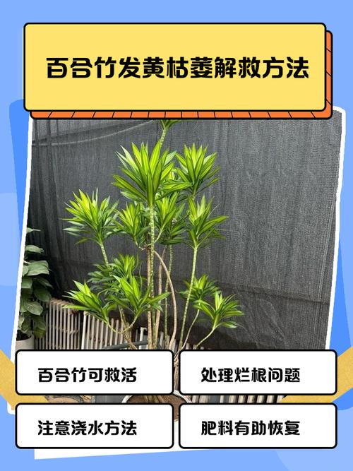 盆栽植物枯萎了该怎么救?-第1张图片-吾爱花网 盆栽植物枯萎了该怎么救?-第1张图片-吾爱花网