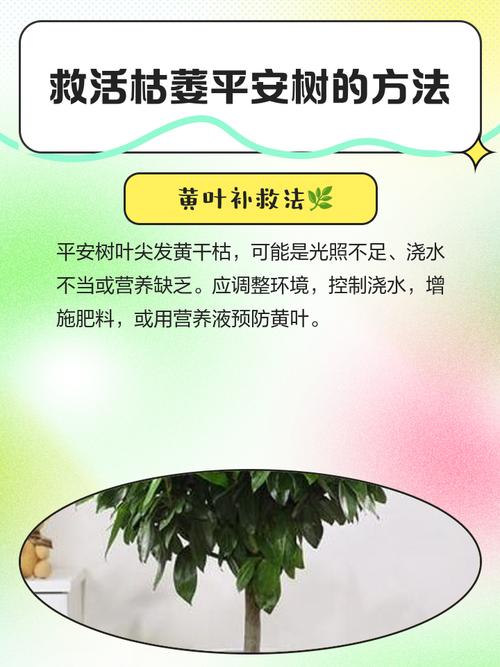 盆栽植物枯萎了该怎么救?-第2张图片-吾爱花网 盆栽植物枯萎了该怎么救?-第2张图片-吾爱花网