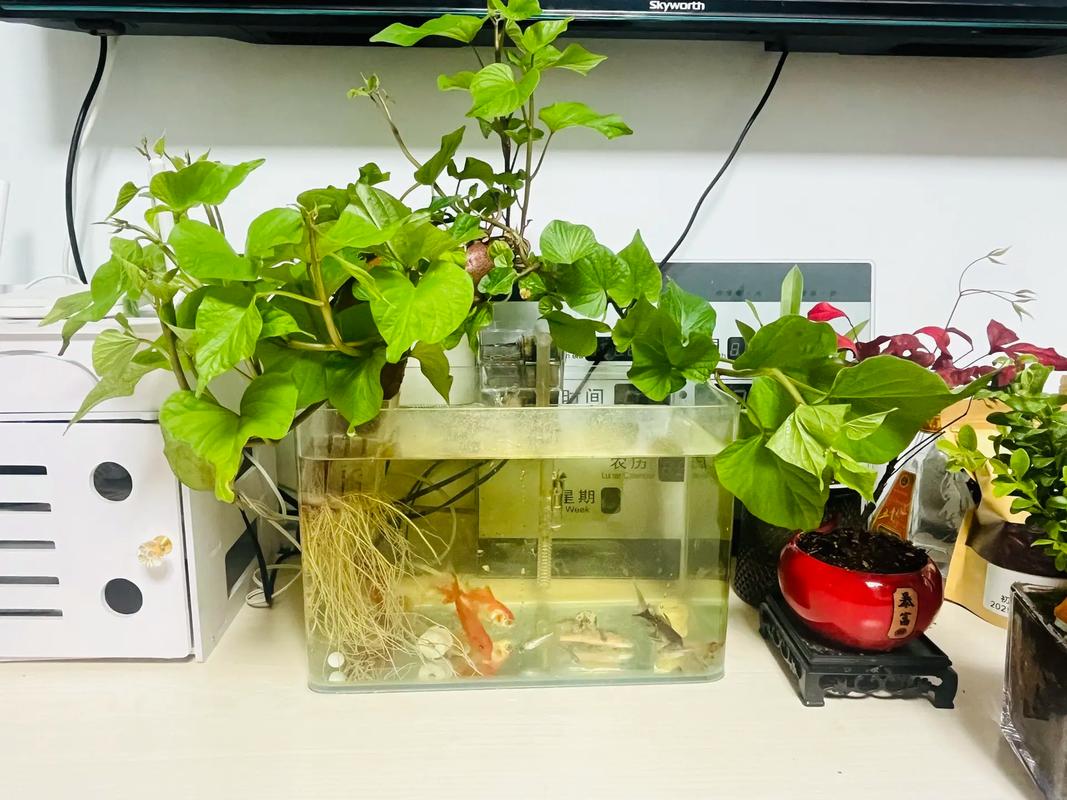 养鱼水能直接水培植物吗?-第2张图片-吾爱花网 养鱼水能直接水培植物吗?-第2张图片-吾爱花网