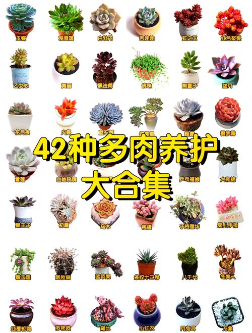 多肉什么季节成活率最高?-第1张图片-吾爱花网 多肉什么季节成活率最高?-第1张图片-吾爱花网