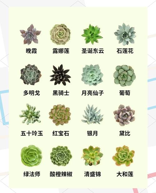 多肉什么季节成活率最高?-第3张图片-吾爱花网 多肉什么季节成活率最高?-第3张图片-吾爱花网