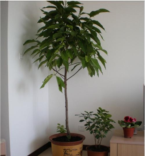 盆栽黄果兰怎么养才好?-第2张图片-吾爱花网 盆栽黄果兰怎么养才好?-第2张图片-吾爱花网